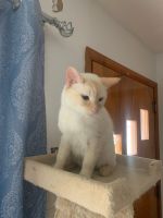 Siamese/Tabby Cats Photos