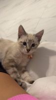 Siamese/Tabby Cats for sale in Lehigh Acres, FL, USA. price: $200