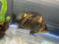 Siamese tigerfish Fishes for sale in Las Vegas, NV, USA. price: $350