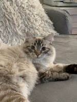 Siberian Cats for sale in Yarmouth, MA, USA. price: $900