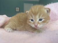 Siberian Cats for sale in Peachtree City, GA, USA. price: $1,800