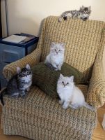 Siberian Cats for sale in Siler City, North Carolina. price: $1,000