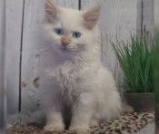 Siberian Cats for sale in Eagan, MN, USA. price: $1,000