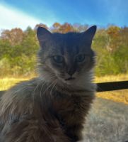 Siberian Cats for sale in Mosheim, TN, USA. price: $300