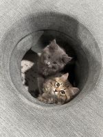 Siberian Cats for sale in New Boston, Huron Township, MI 48164, USA. price: $1,800