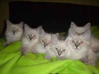 Siberian Cats for sale in Houston, TX, USA. price: NA