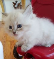 Siberian Cats for sale in Seattle, WA, USA. price: $1,300