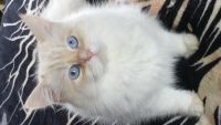 Siberian Cats for sale in South Point, OH, USA. price: $1,300