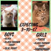 Siberian Cats for sale in Richmond, KY, USA. price: $900