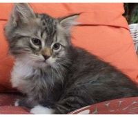 Siberian Cats for sale in Bronxdale Ave, Bronx, NY 10462, USA. price: $400