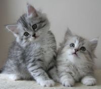 Siberian Cats for sale in Indianapolis, IN, USA. price: NA