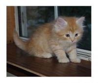 Siberian Cats for sale in Los Angeles, CA, USA. price: $380