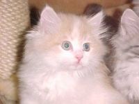 Siberian Cats for sale in State Hwy 295, Washington, DC, USA. price: NA