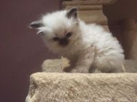 Siberian Cats for sale in Torrance, CA 90503, USA. price: $400