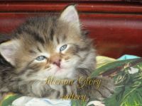 Siberian Cats for sale in Ottawa, ON, Canada. price: $1,700