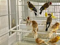 Siberian Grouse Birds for sale in Nashville, TN, USA. price: $150