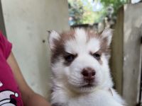 Siberian Husky Puppies for sale in Kolathur, Chennai, Tamil Nadu, India. price: 25,000 INR