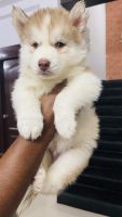 Siberian Husky Puppies for sale in Kompally, Hyderabad, Telangana, India. price: 30,000 INR