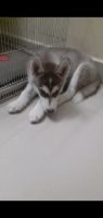Siberian Husky Puppies for sale in Chennai, Tamil Nadu, India. price: 15000 INR