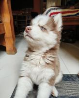 Siberian Husky Puppies for sale in BTM Layout, Bengaluru, Karnataka, India. price: 30,000 INR