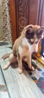 Siberian Husky Puppies for sale in Mallampet, Hyderabad, Telangana, India. price: 25000 INR