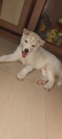 Siberian Husky Puppies for sale in Ulhasnagar - IV, Sector 29, Yashwant Colony, Ulhasnagar, Maharashtra 421002, India. price: 40,000 INR