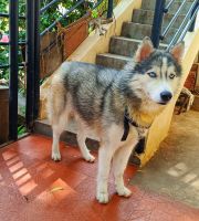 Siberian Husky Puppies for sale in Bengaluru, Karnataka, India. price: 30000 INR