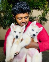 Siberian Husky Puppies for sale in Coimbatore, Tamil Nadu, India. price: 50000 INR