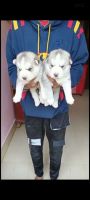Siberian Husky Puppies for sale in Patna, Bihar, India. price: NA