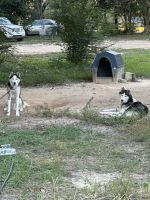 Siberian Husky Puppies for sale in Mobile, AL, USA. price: $400