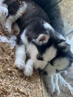 Siberian Husky Puppies for sale in RONOK RPD AFS, NC 27870, USA. price: $600