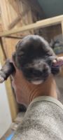 Siberian Husky Puppies for sale in 31753 US-264, Engelhard, NC 27824, USA. price: $800