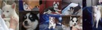 Siberian Husky Puppies for sale in Lititz, PA 17543, USA. price: $500