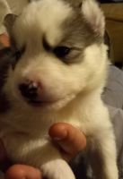 Siberian Husky Puppies for sale in Vanceboro, NC 28586, USA. price: $500