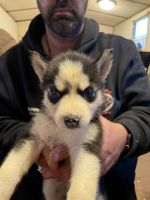 Siberian Husky Puppies for sale in Snow Hill, NC 28580, USA. price: $800
