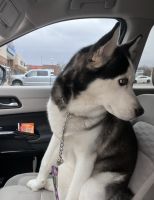 Siberian Husky Puppies for sale in Dearborn Heights, Michigan. price: $800