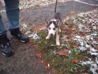 Siberian Husky Puppies for sale in Watervliet, NY, USA. price: $4,000
