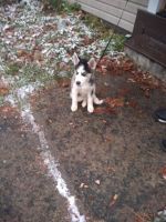 Siberian Husky Puppies for sale in Watervliet, NY, USA. price: $4,000