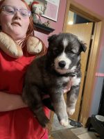 Siberian Husky Puppies for sale in Lincoln, Illinois. price: $1,000