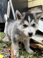Siberian Husky Puppies for sale in Federal Way, Washington. price: $600