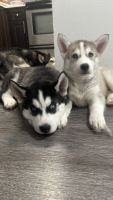 Siberian Husky Puppies for sale in Hialeah, Florida. price: $1,200