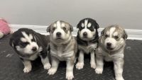Siberian Husky Puppies for sale in Miami, Florida. price: $1,200