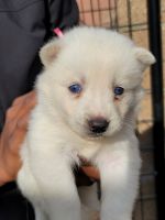 Siberian Husky Puppies for sale in Carson, California. price: $385