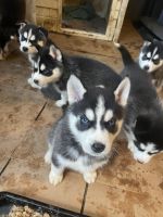 Siberian Husky Puppies for sale in Lapel, Indiana. price: $300