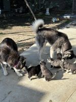 Siberian Husky Puppies for sale in Glendale, California. price: NA