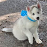Siberian Husky Puppies for sale in Albany, Kentucky. price: $1,700