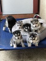Siberian Husky Puppies for sale in Escondido, California. price: $450