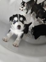 Siberian Husky Puppies for sale in Raleigh, North Carolina. price: $500
