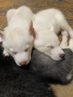 Siberian Husky Puppies for sale in Carmi, IL 62821, USA. price: $400