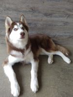 Siberian Husky Puppies for sale in Seymour, MO 65746, USA. price: $650